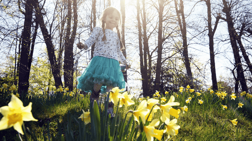 Girl walking amongst daffodils in spring sunshine at Erddig, Wrexham, Wales
